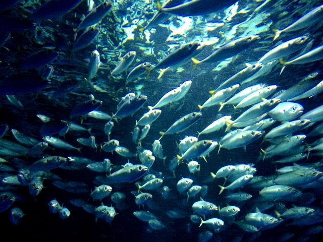 小樽の小サバ釣りポイント情報 北海道釣り情報in小樽 石狩